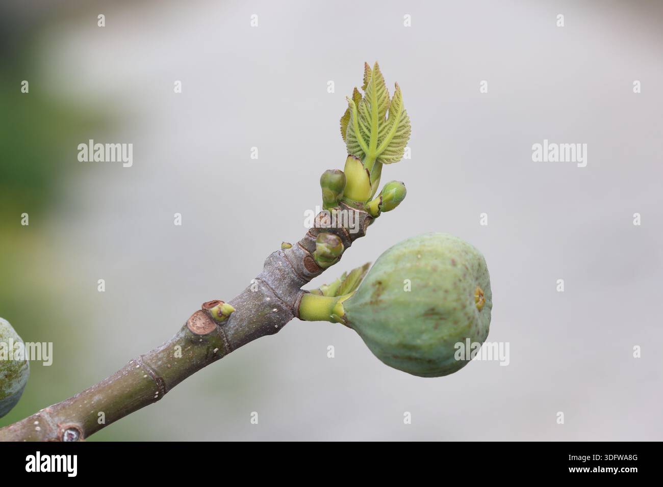 Knospen und rohe Feigenfrüchte auf einem Zweig eines Feigenbaums Stockfoto