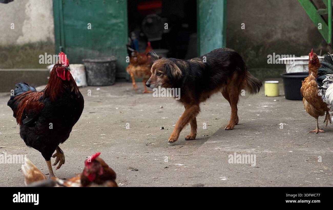 Verspielter Hund, der mit Hühnern auf dem Bauernhof interagiert Stockfoto