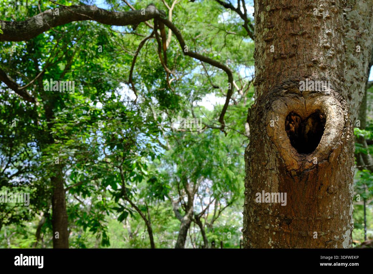 Baumstamm mit einer natürlichen, herzförmigen Höhle im Wald, organisches Symbol der Liebe, die von der Natur geformt wird Stockfoto
