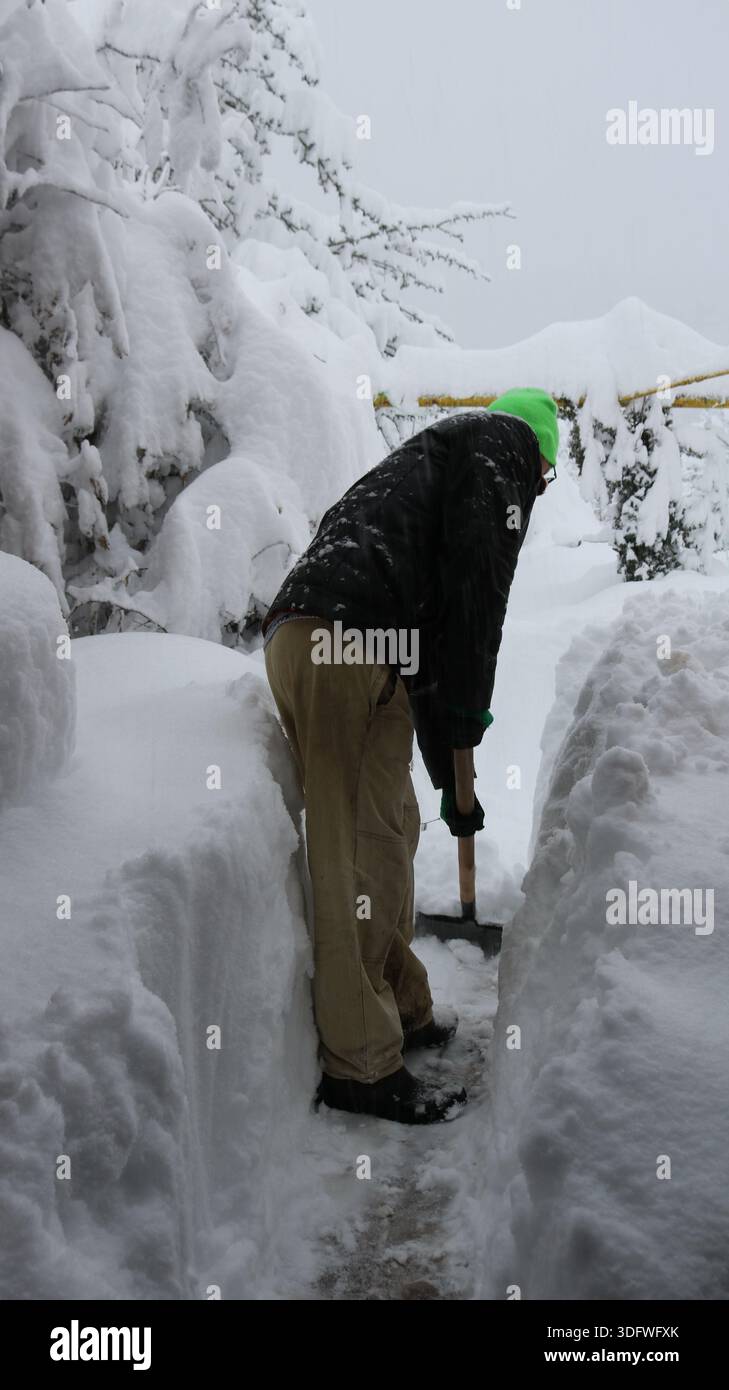 Ein Mann beugt sich, um einen Weg in einen Garten oder Hinterhof nach einem ungewöhnlichen Schneefall mit einer Schaufel frei zu machen, wobei an den Seiten hohe Schneeschwankungen entstehen Stockfoto