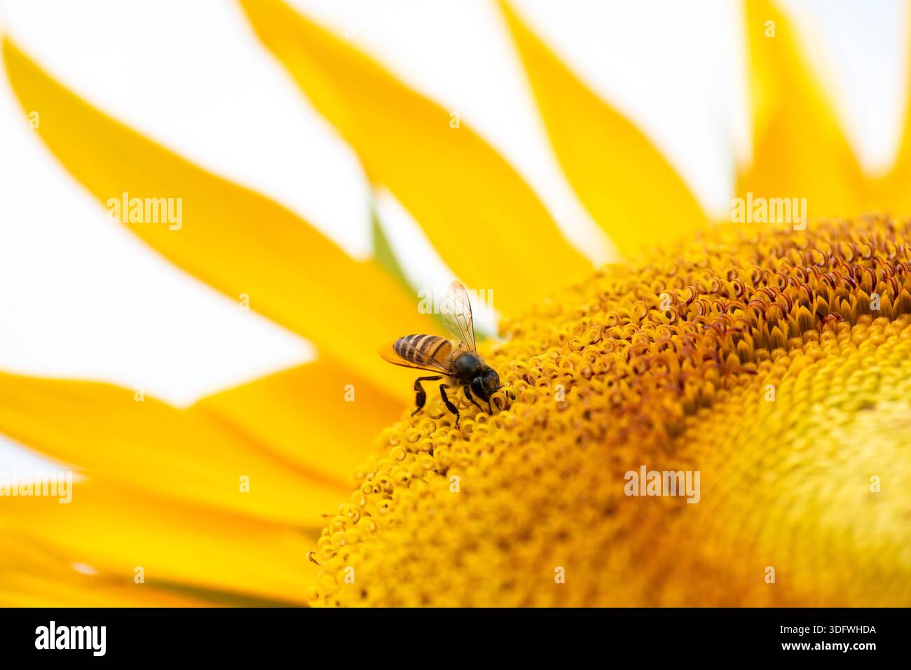 Die Biene sitzt auf einer gelben Blume. Die Blüte ist gelb und hat viele Blütenblätter Stockfoto