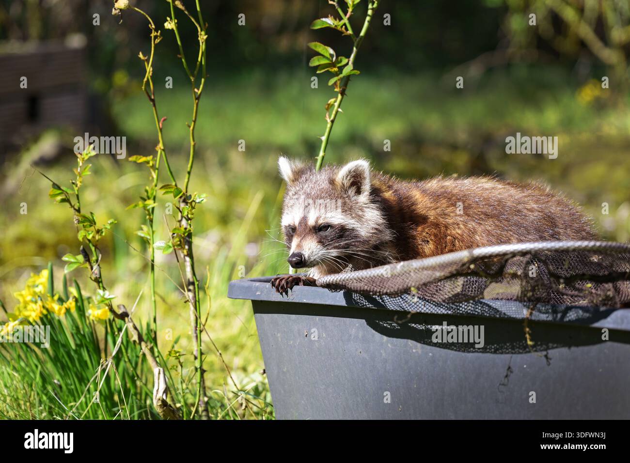 Waschbär (Procyon lotor) sitzt in einem Plastikbehälter mit Landenetz in der Nähe eines Gartenteichs im Hinterhof, invasive Arten und Neozoen in Deutschland, E Stockfoto