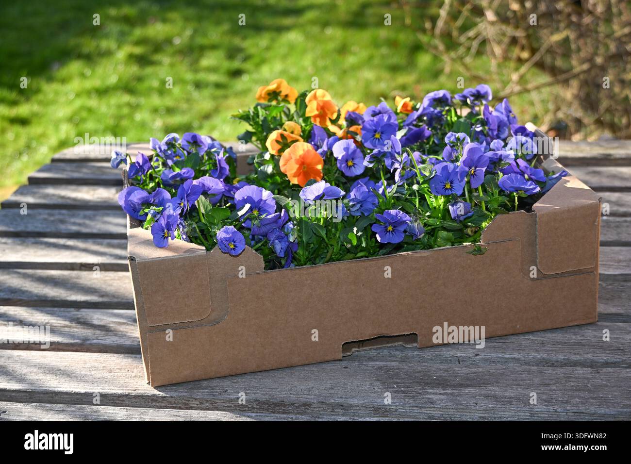 Blühende bunte gehörnte Veilchen in einem Karton auf einem Holztisch zum Anpflanzen im Garten, ausgewählter Fokus, enge Schärfentiefe Stockfoto