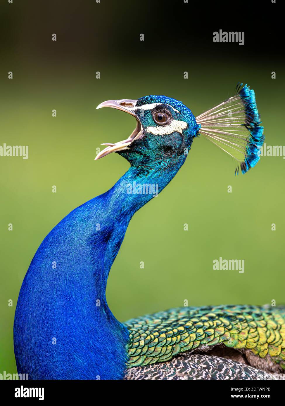 Porträt mit detailliertem Porträt von Peacock Stockfoto