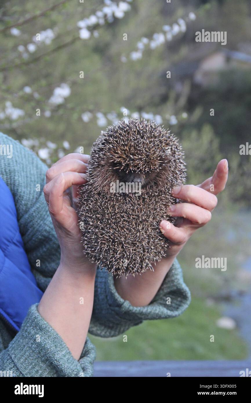 Kleiner Igel in menschlichen Händen. Ein Freiwilliger lässt einen Igel in die Wildnis. Die Interaktion von Mensch und Tier. Nahaufnahme eines wilden europäischen Igels Stockfoto