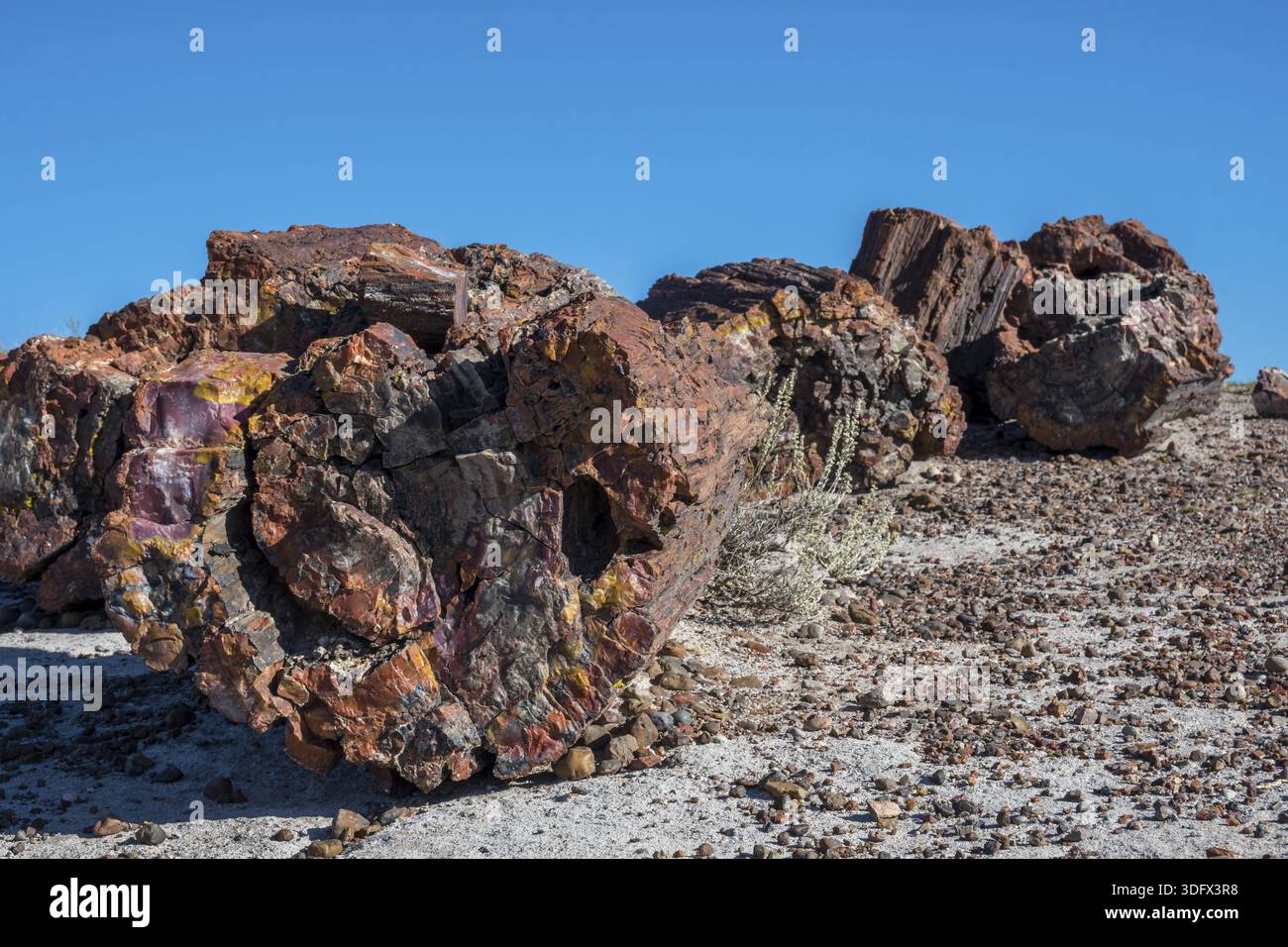 Ein versteinertes Holz aus spättriassischer Zeit in Painted Desert Badlands Stockfoto