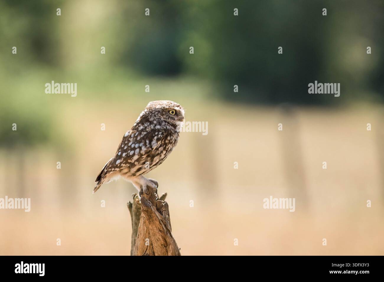 Erwachsene männliche kleine Eule (Athene noctua), die auf verfallendem Baum sitzt Worcestershire England Großbritannien. Juli 2025 Stockfoto