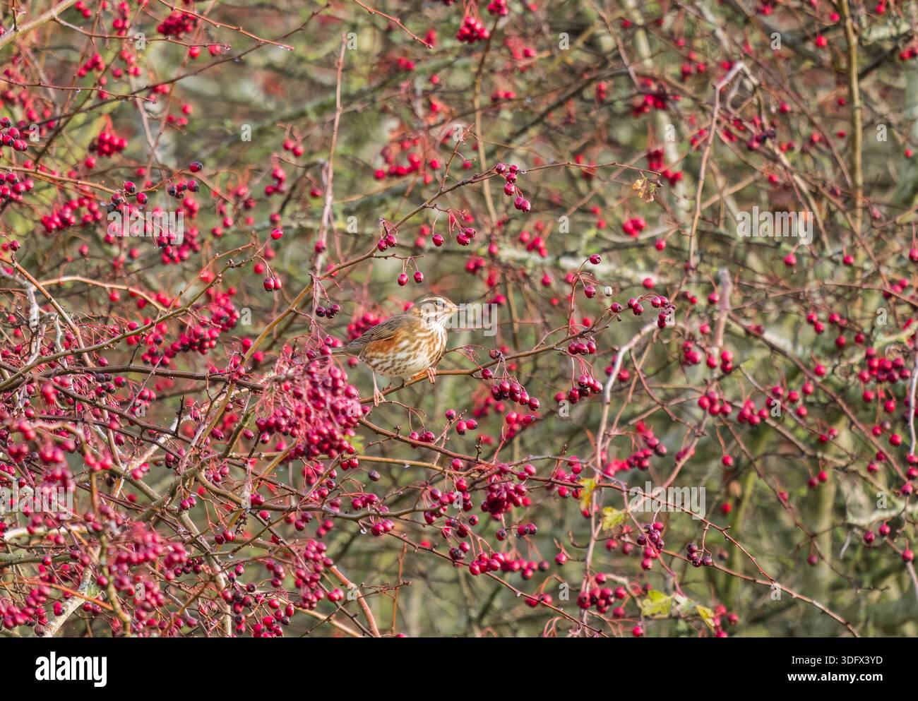 Erwachsener Rotflügel (Turdus iliacus) hockte einen Weißdornbaum voller Beeren. Bodenham Herefordshire England Vereinigtes Königreich. November 2025 Stockfoto