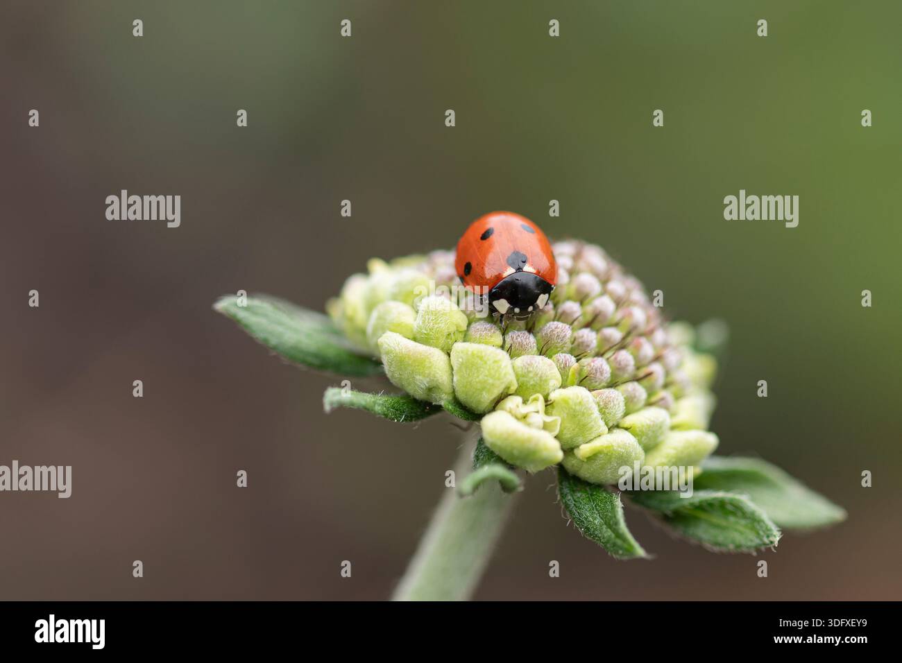 7-Spot Marienkäfer, der auf Blütenknospen ruht Stockfoto