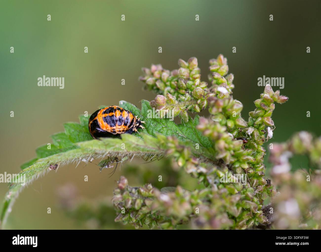 Die asiatische Lady Beetle Harmonia axyridis, in ihrer harten Pupalzelle, die letzte Phase der Entwicklung, Stockfoto