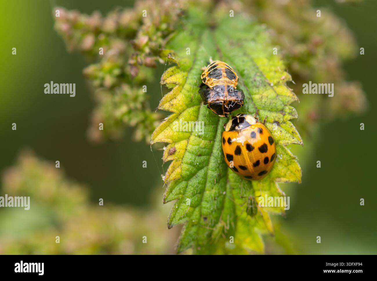 Asiatische Lady Beetle Harmonia axyridis, ihre harte Hülle Puppenzelle, die als Lady Käfer hinterlassen wurde, hat sich zu einer vollständig geformten Lady Käfer entwickelt. Stockfoto