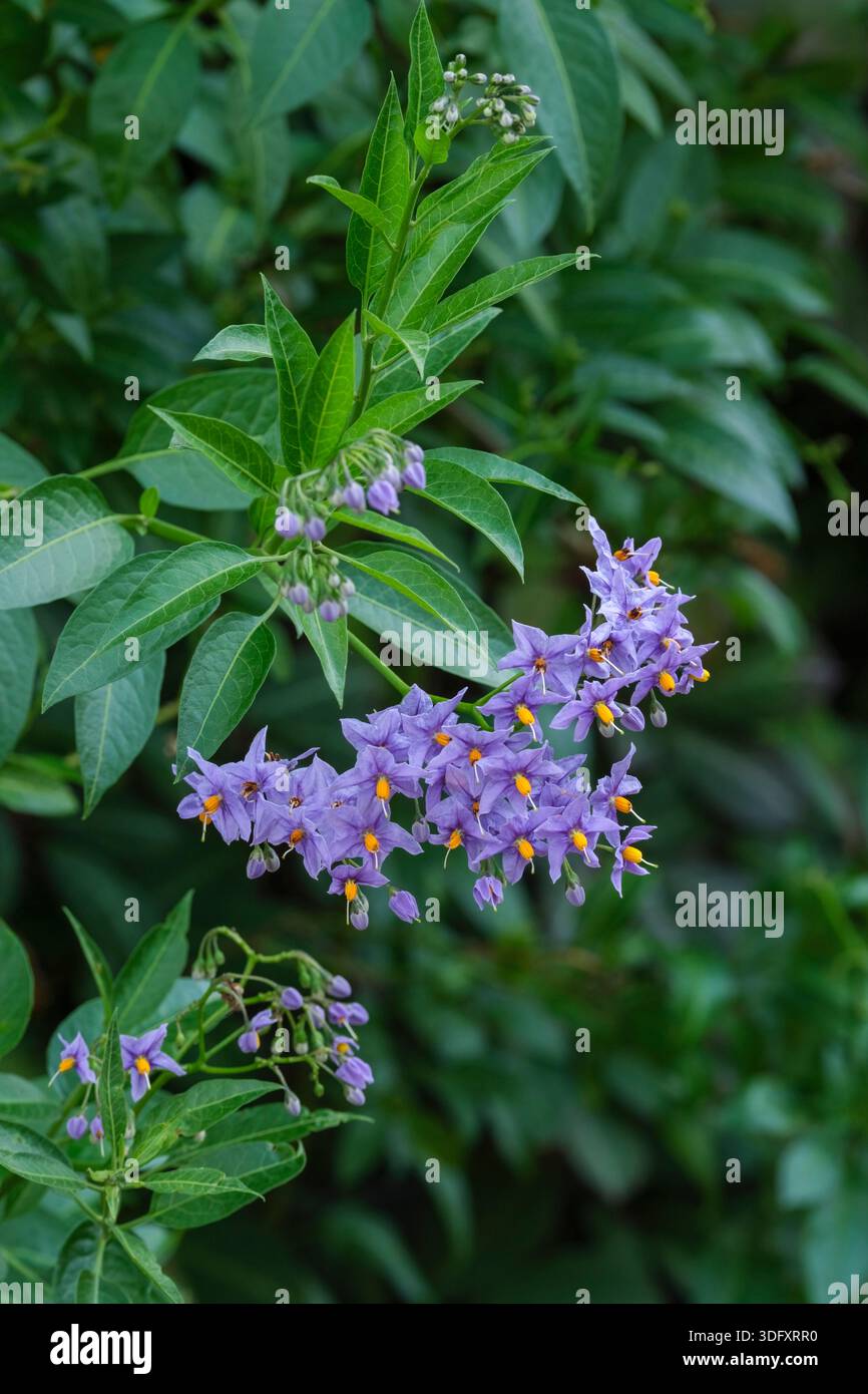Solanum crispum Glasnevin, Kartoffelbaum Glasnevin, violettblaue Blüte in großen offenen Clustern. Stockfoto