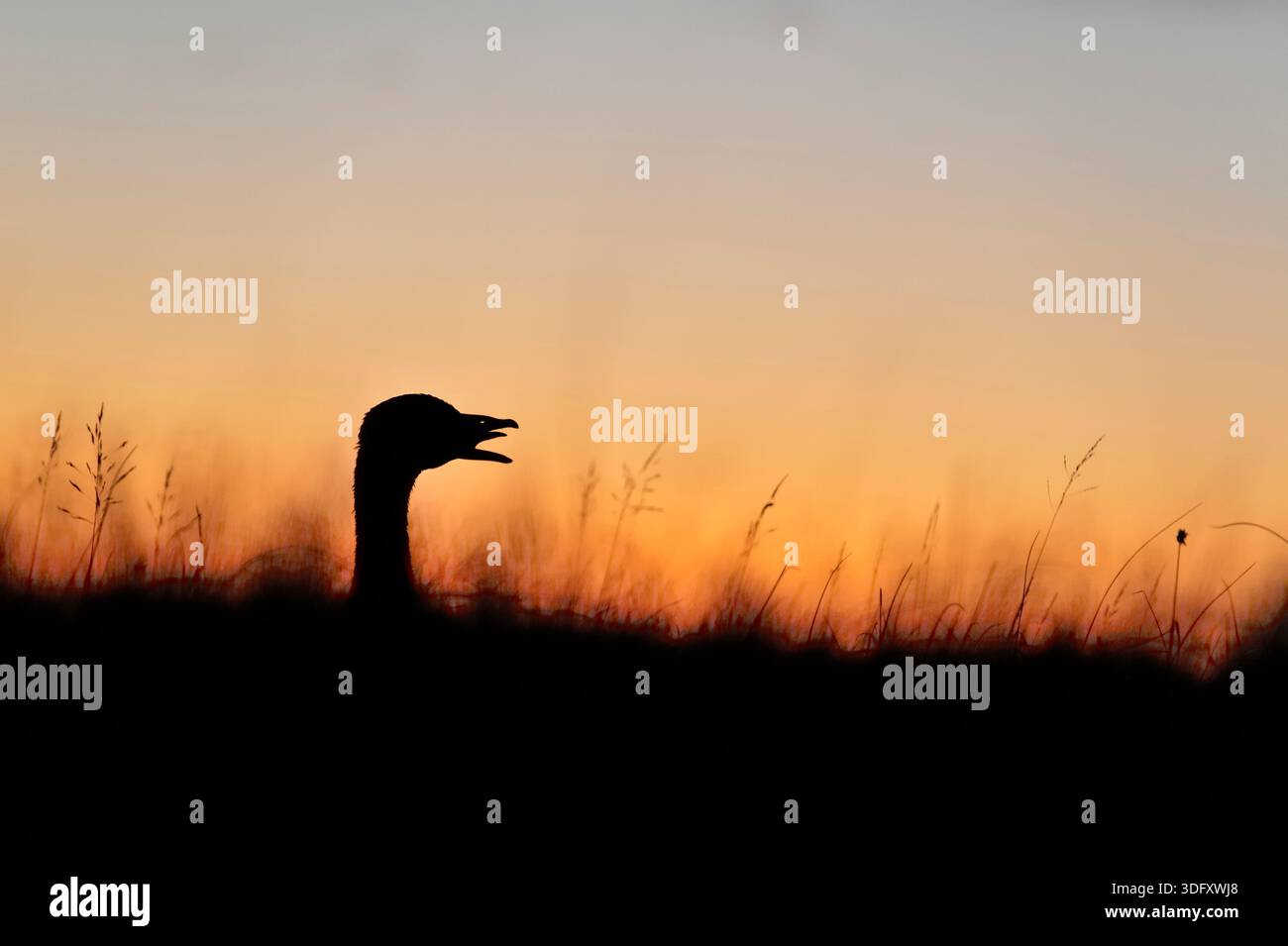 Rosafarbene Gänse (Anser brachyrhynchus) Silhouette von Gänse durch Zimmer in der Nähe von Süßwasserloch in der Abenddämmerung, Scottish Borders, Schottland, Oktober Stockfoto