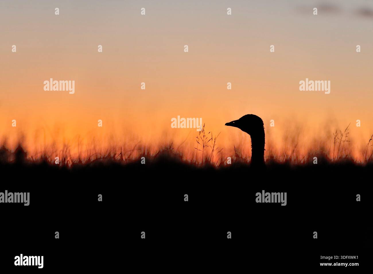 Rosafarbene Gänse (Anser brachyrhynchus) Silhouette von Gänse durch Zimmer in der Nähe von Süßwasserloch in der Abenddämmerung, Scottish Borders, Schottland, Oktober Stockfoto