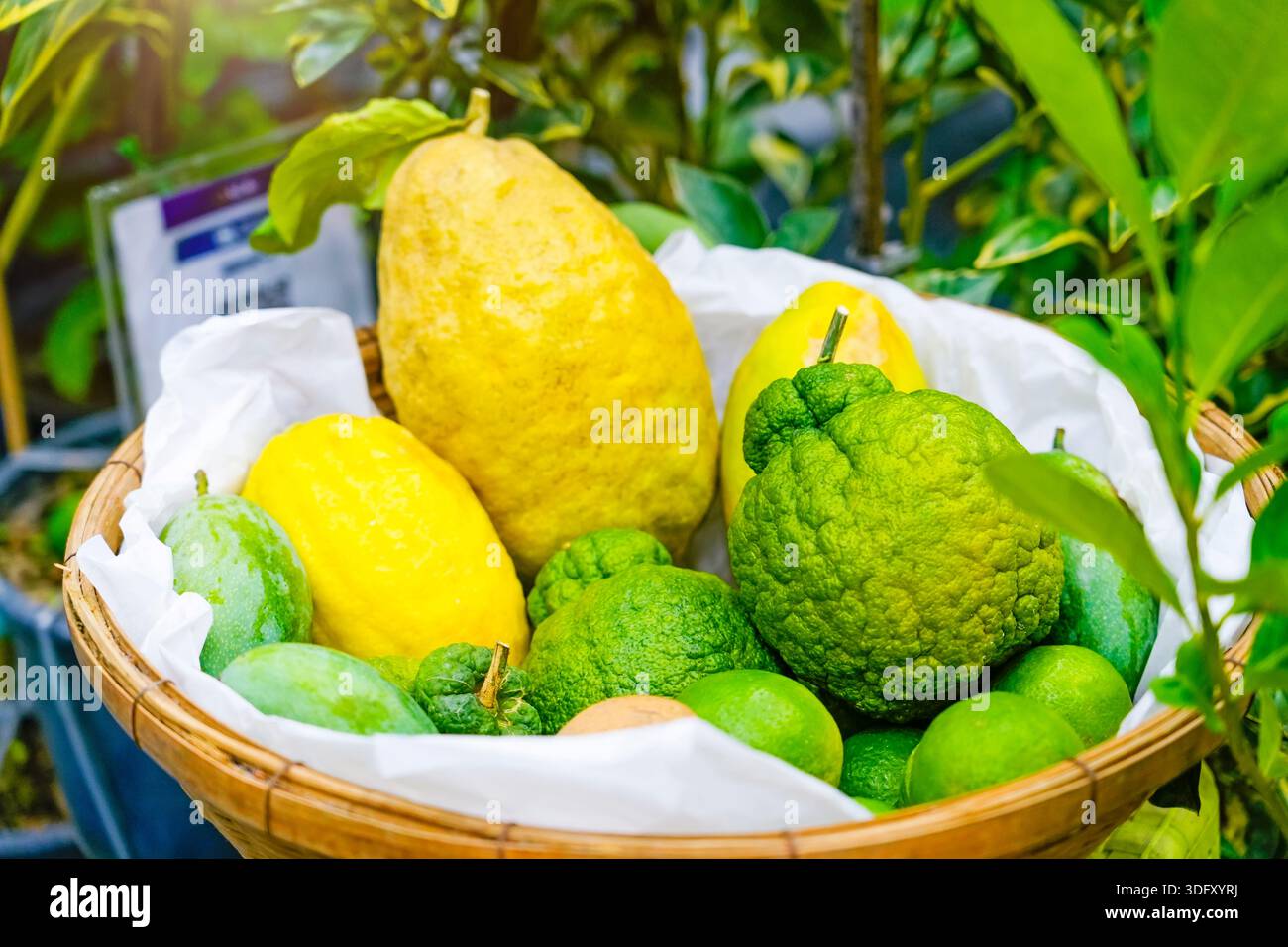 Verschiedene hybride Zitrusfrüchte in Grüntönen in einem Korb. Stockfoto