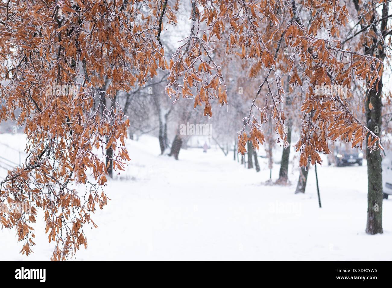Eisige Äste mit trockenen braunen Samen hängen während des Winters über einem schneebedeckten Parkweg. Winterhintergrund. Kopierbereich Stockfoto