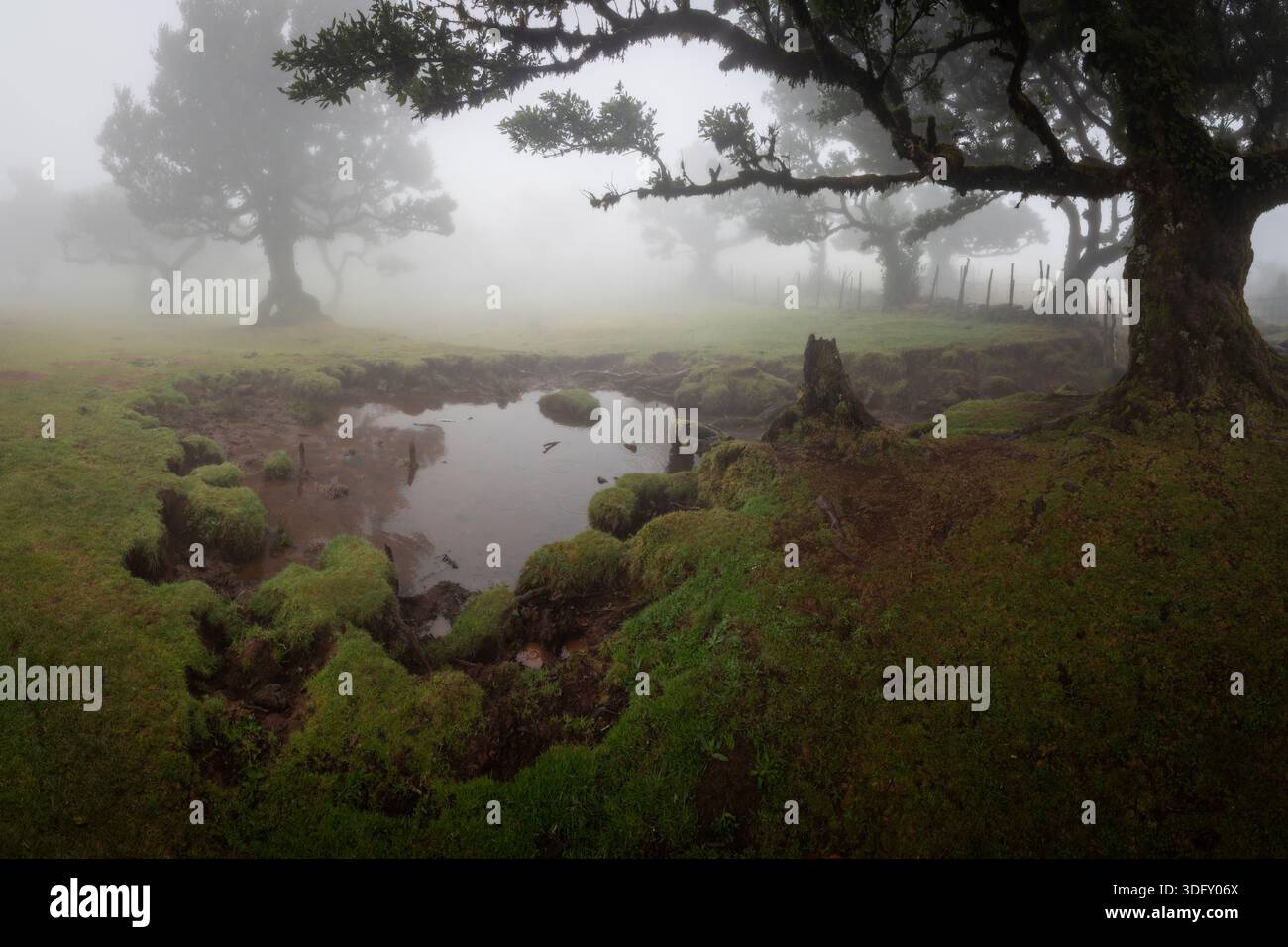 Ein kleiner schlammiger Teich ist umgeben von üppigem grünem Moos und alten Lorbeerbäumen, die im Fanal-Wald auf Madeira, Portugal, verschwinden Stockfoto