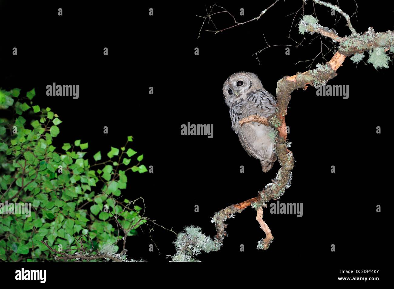 Tawny Owl (Strix aluco) Jugendliche, fotografiert nachts mit elektronischem Blitz, Inverness-shire, Schottland, Juli Stockfoto