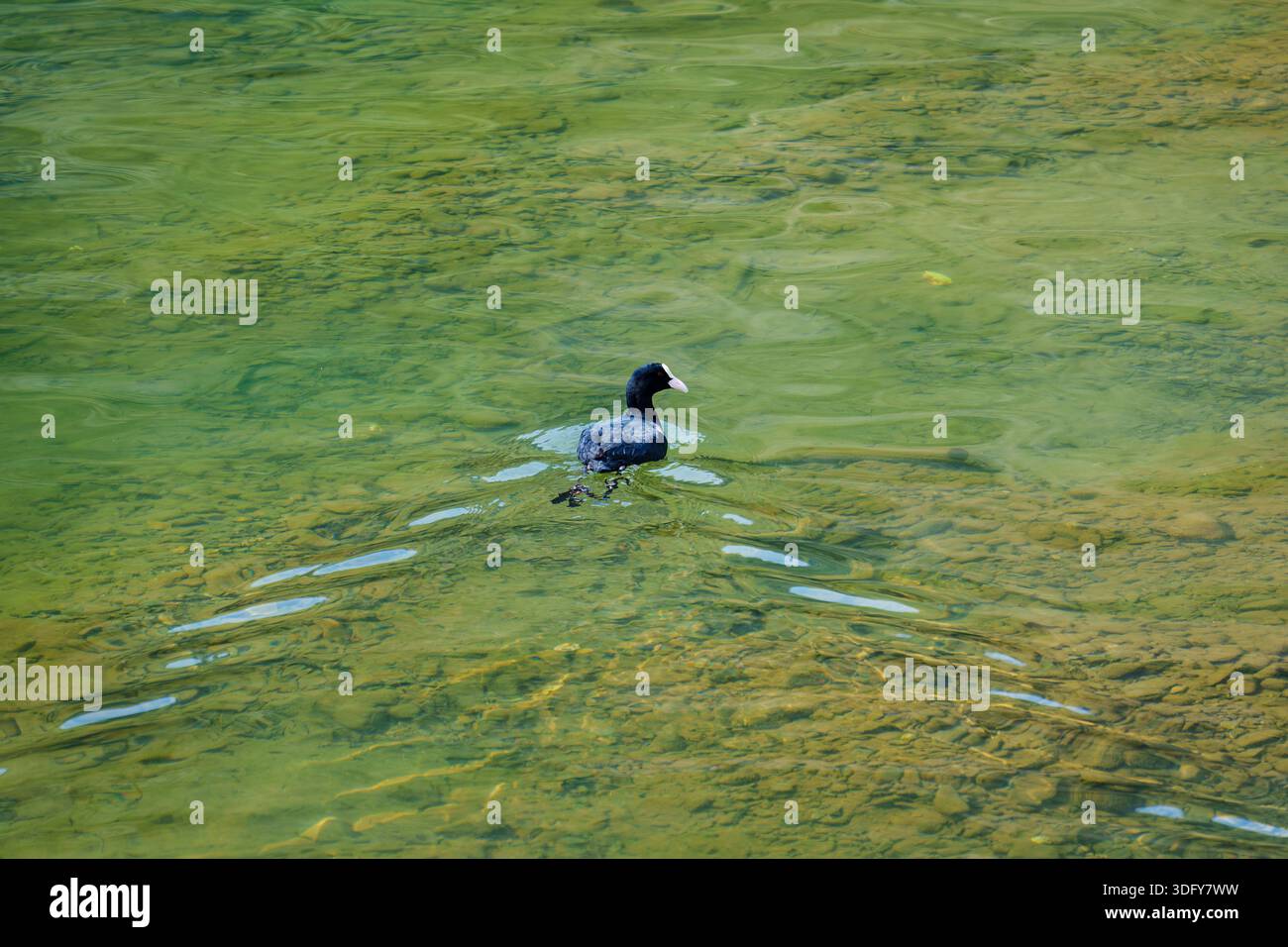 Eurasischer Hähnchenvogel mit schwarzer Feder und weißem Schnabel, der auf einem transparenten, grünen Fluss mit Kräuseln und Steinen schwimmt und schwimmt Stockfoto