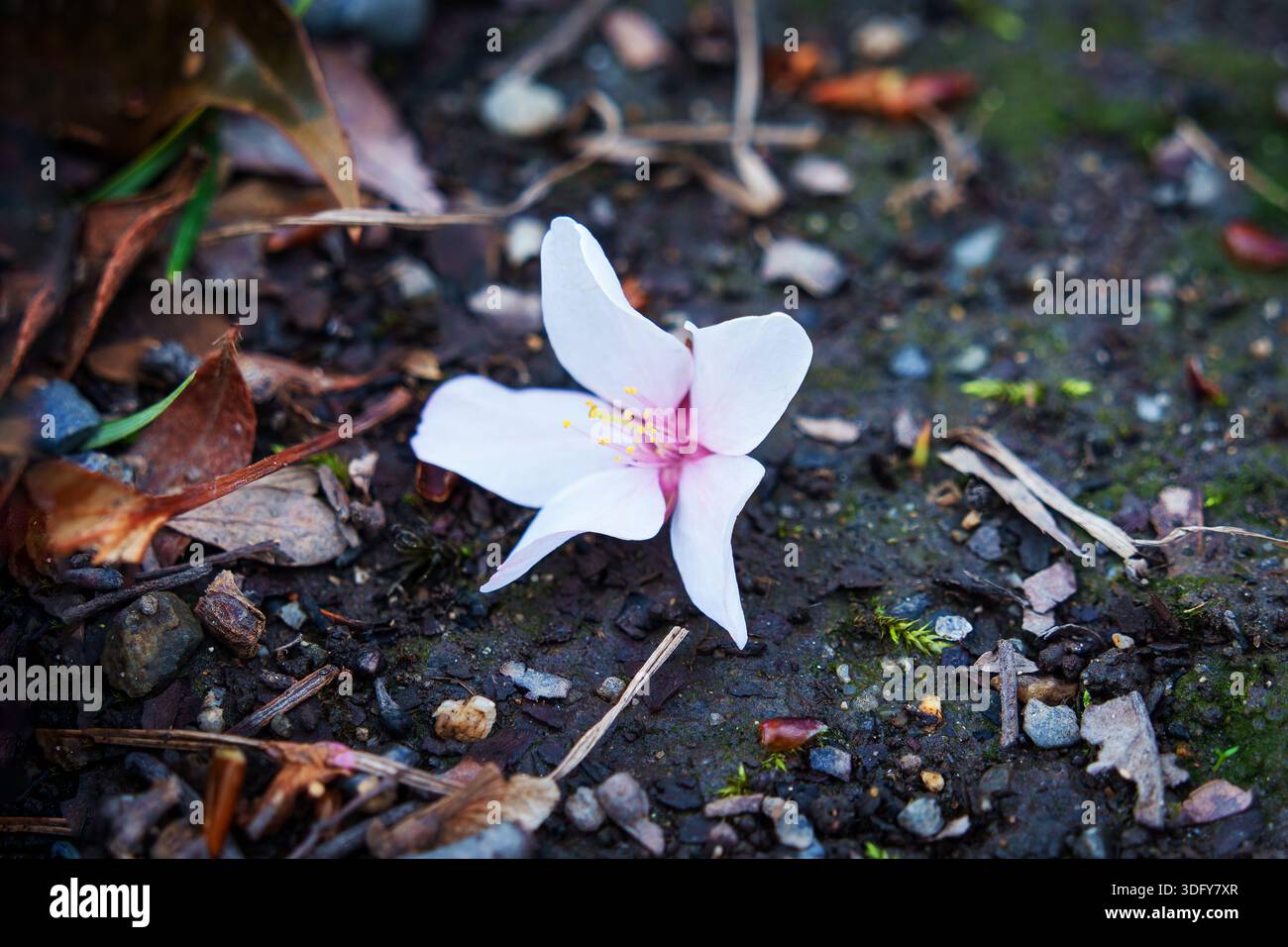 Nahaufnahme gefallene Blütenblätter Kirschblüte oder Sakura auf feuchtem Boden im Garten Stockfoto