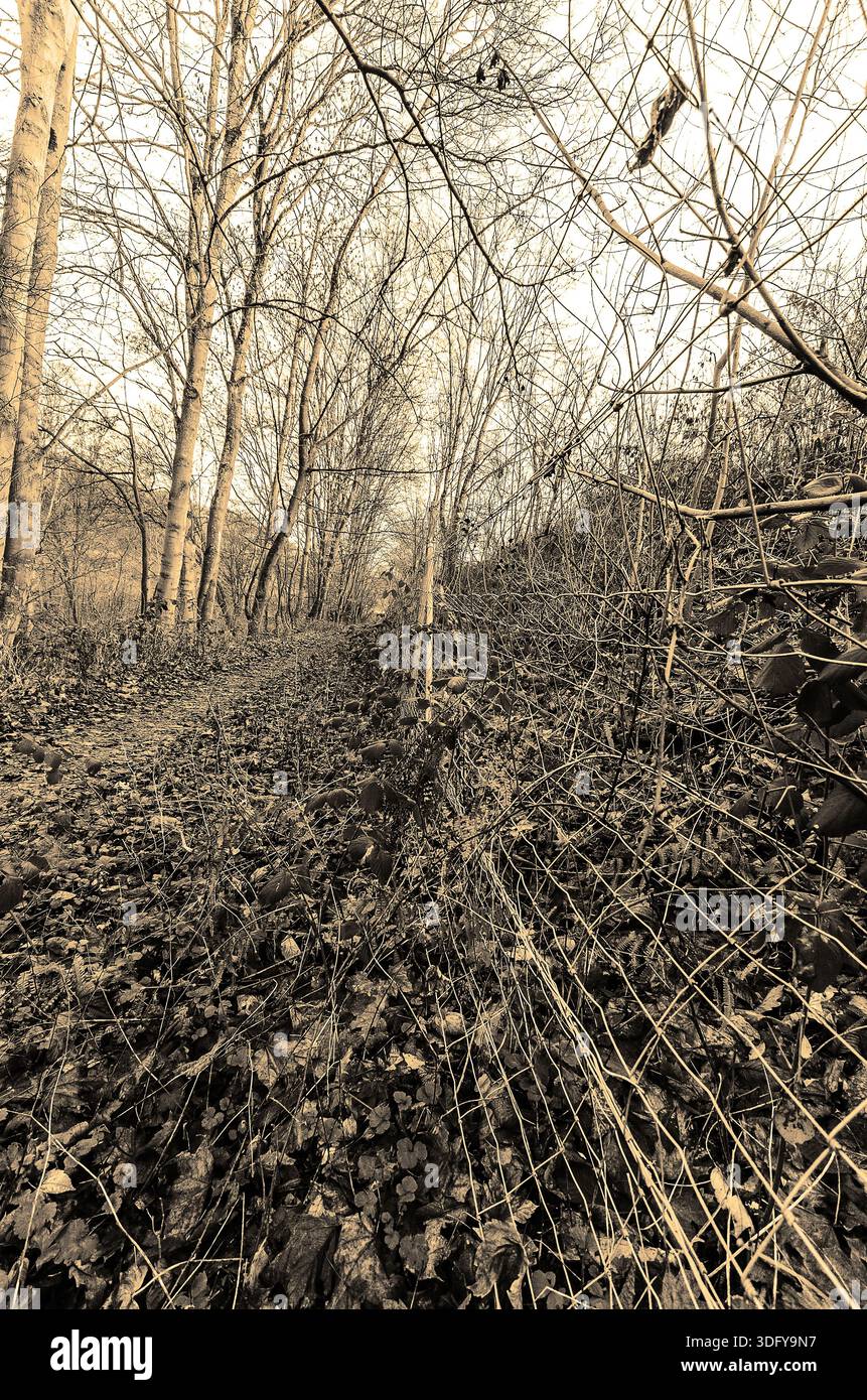 Bewachsener Waldweg mit gefallenen Blättern und einem verwitterten Drahtzaun in Sepia-Ton Stockfoto