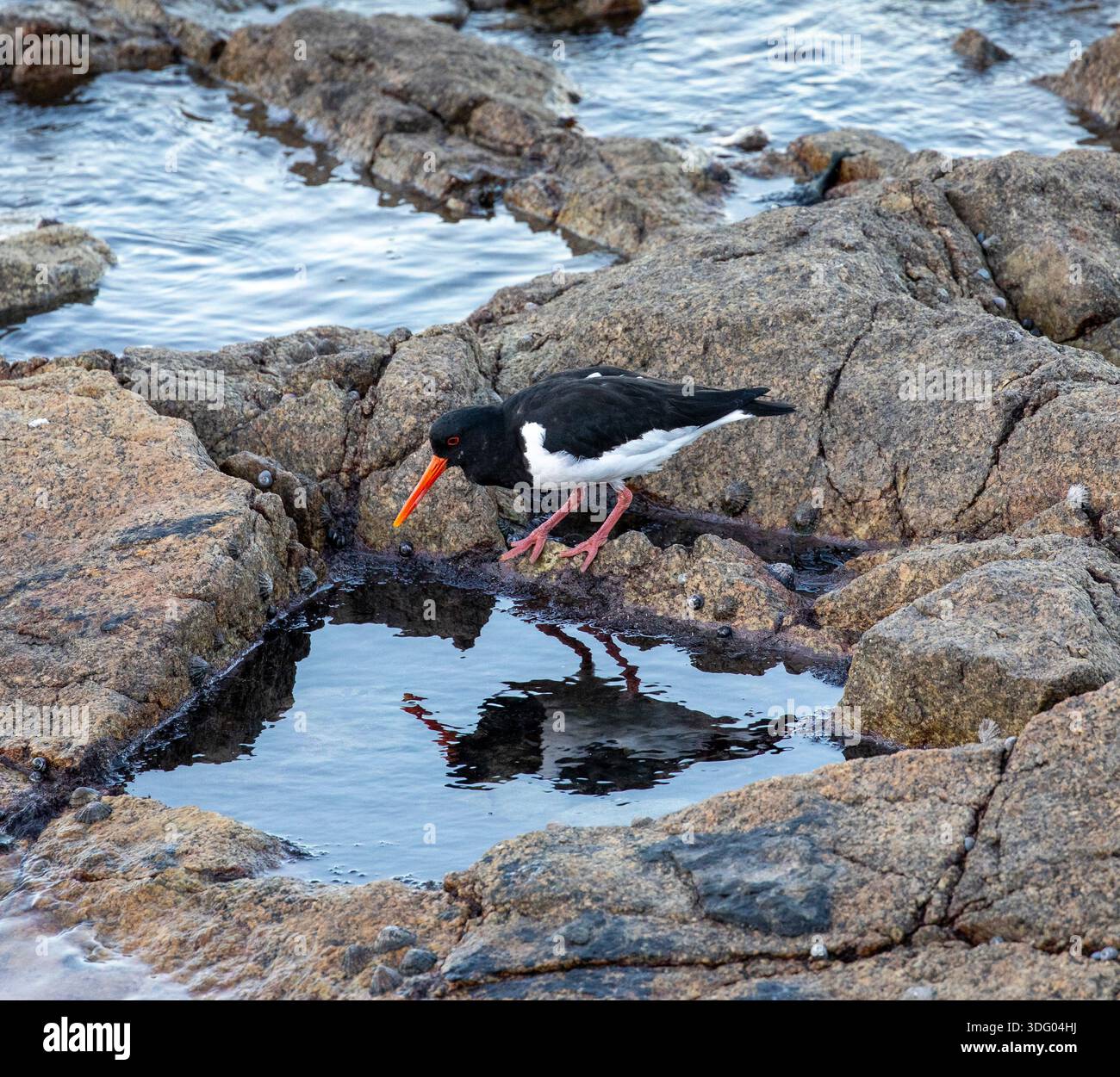 Austernfischer Haematopus ostralegus Stockfoto