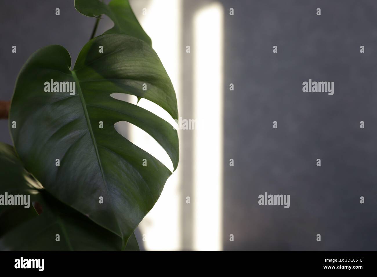 Monstera schatten -Fotos und -Bildmaterial in hoher Auflsung  Alamy