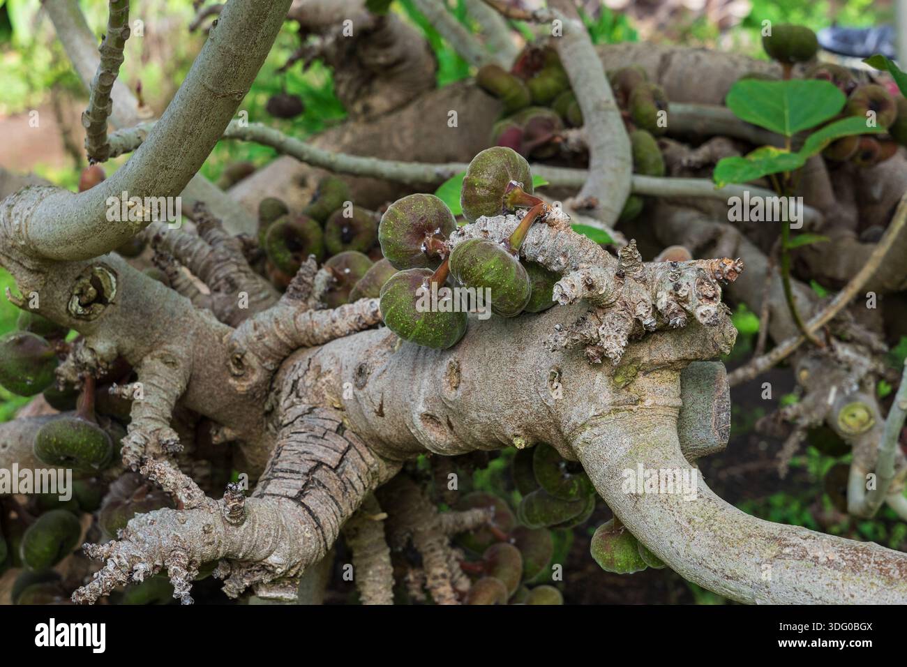 Ficus auriculata Frchte auf Stamm, Himalaya Feigenbaum im botanischen  Garten, Teneriffa, Kanarische Inseln Stockfotografie - Alamy