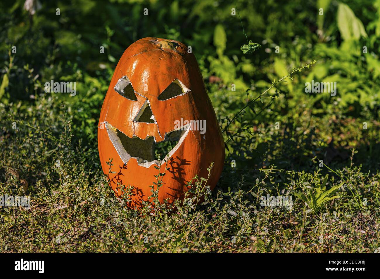 Ein toller und großer Kürbis für Halloween und Heiligenabend in der Nacht vor Allerheiligen in Deutschland Stockfoto