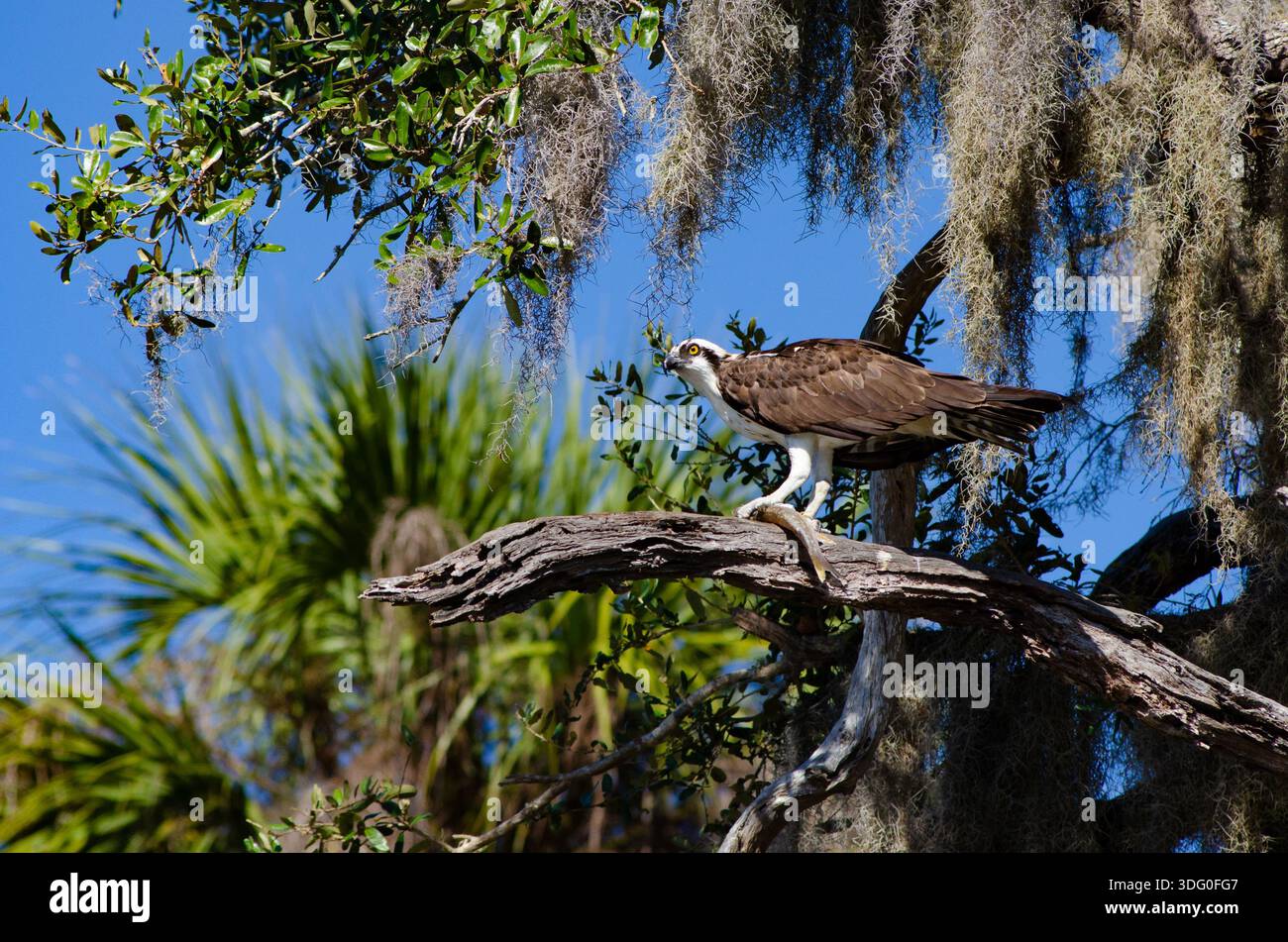 Osprey mit Fischen an einem Baum Stockfoto