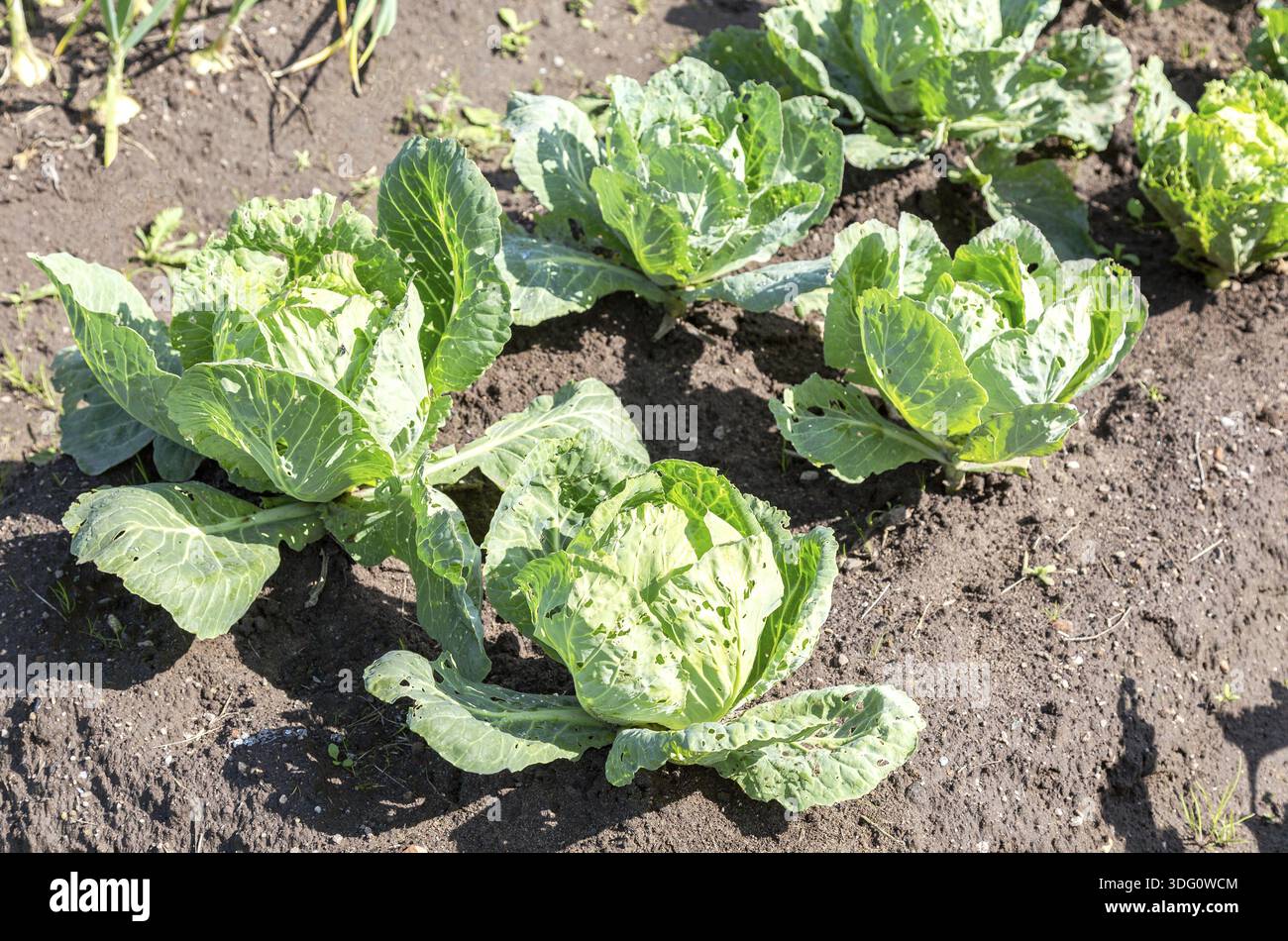 Kohlblätter, die von Schädlingen gegessen werden, verderben Parasiten die Ernte im Gemüsegarten Stockfoto