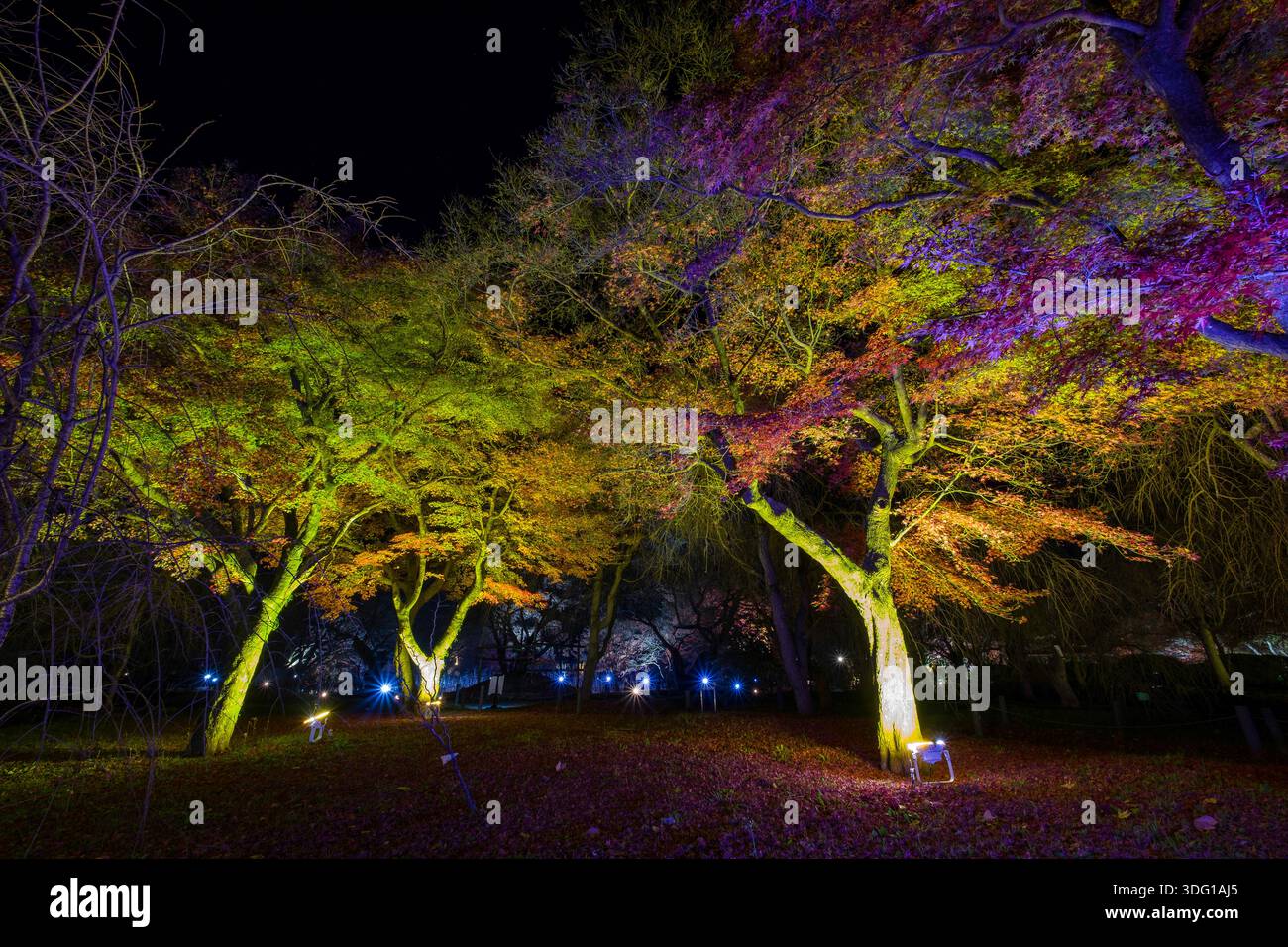 Der botanische Garten von Kyoto verwandelt sich in ein schillerndes Spektakel mit der nächtlichen Beleuchtung „Light Cycles Kyoto“, die sein hundertjähriges Jubiläum feiert Stockfoto