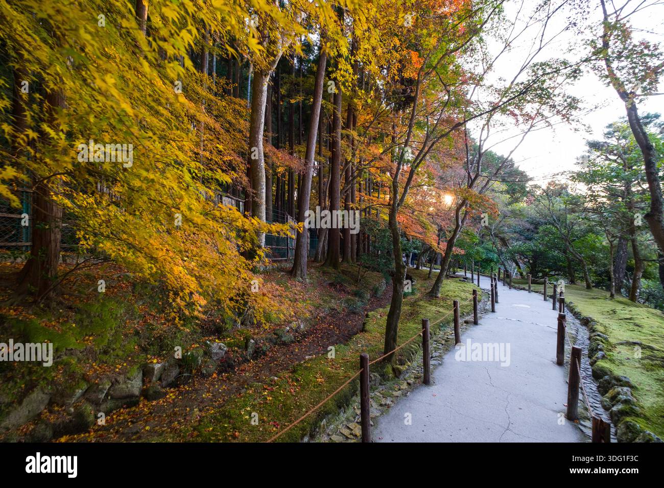 Ein malerischer Pfad schlängelt sich durch die bewaldeten Hügel über dem Ginkaku-JI-Tempel in Kyoto, Japan. Das Bild zeigt das lebhafte herbstliche Laub mit Bäumen di Stockfoto
