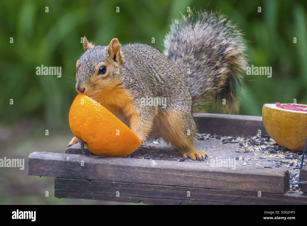 Ein großes Baum-Nagetier, das eine große orangefarbene Frucht in Weslaco isst Stockfoto
