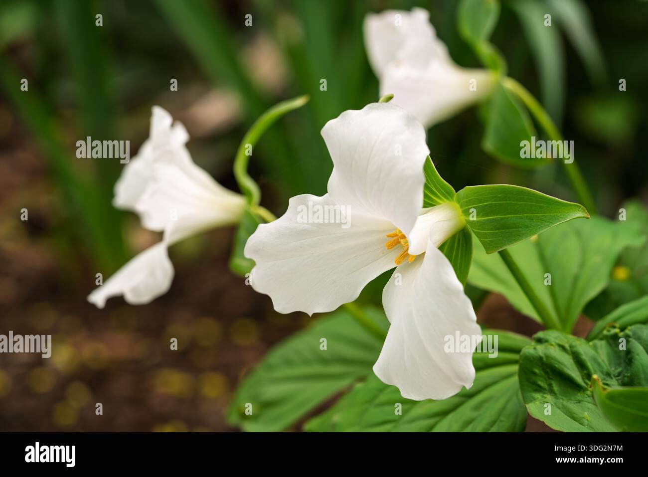 Weiße Trillium grandiflorum Blüte im frühen Frühjahr auf dem Waldboden. Auch bekannt als das große weiße Trillium. Stockfoto