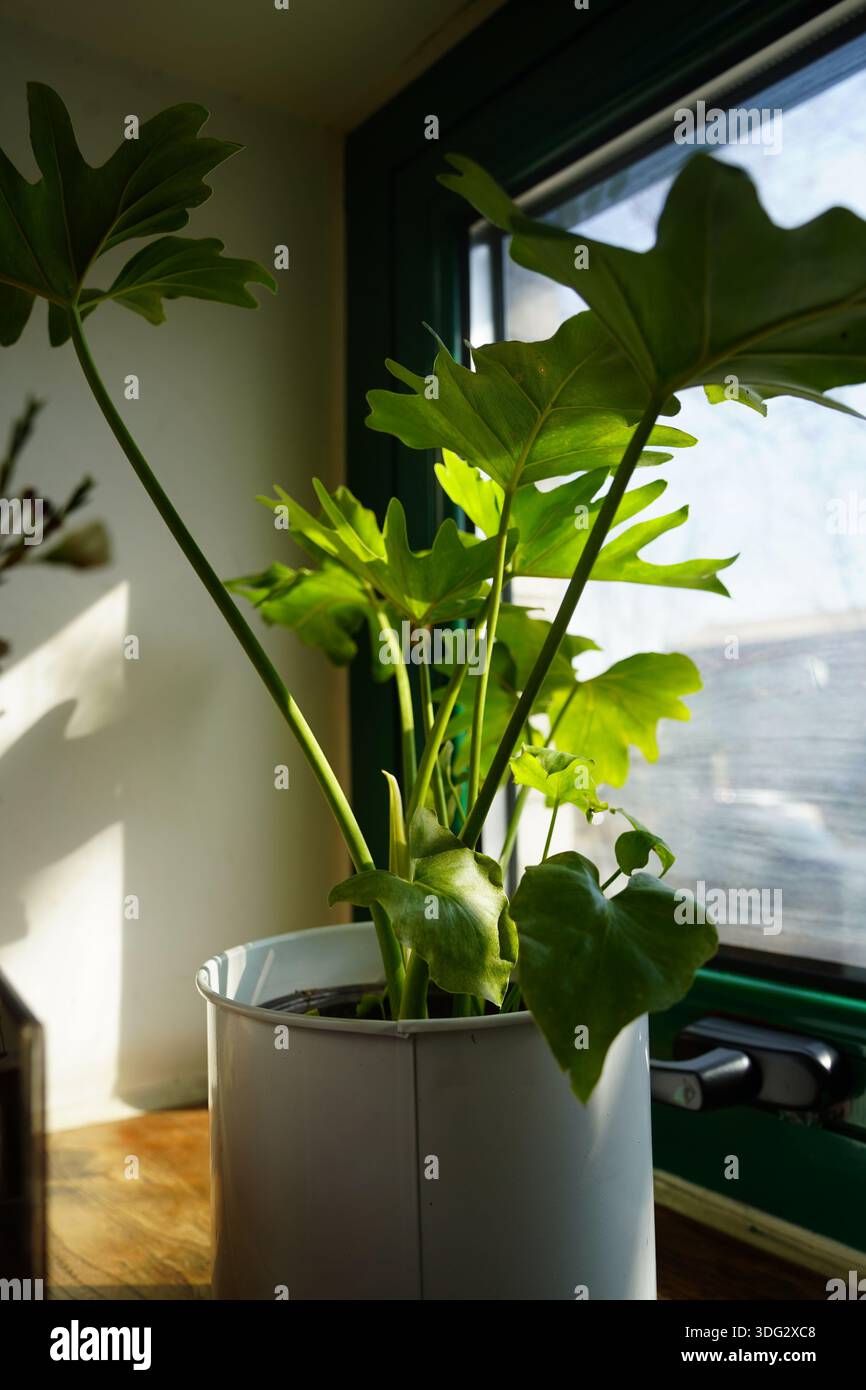 Sonnendurchflutete grüne Blätter blühen in einem weißen Topf am Fenster und zeigen die Gartenarbeit im Innenbereich und die natürliche Schönheit. Stockfoto
