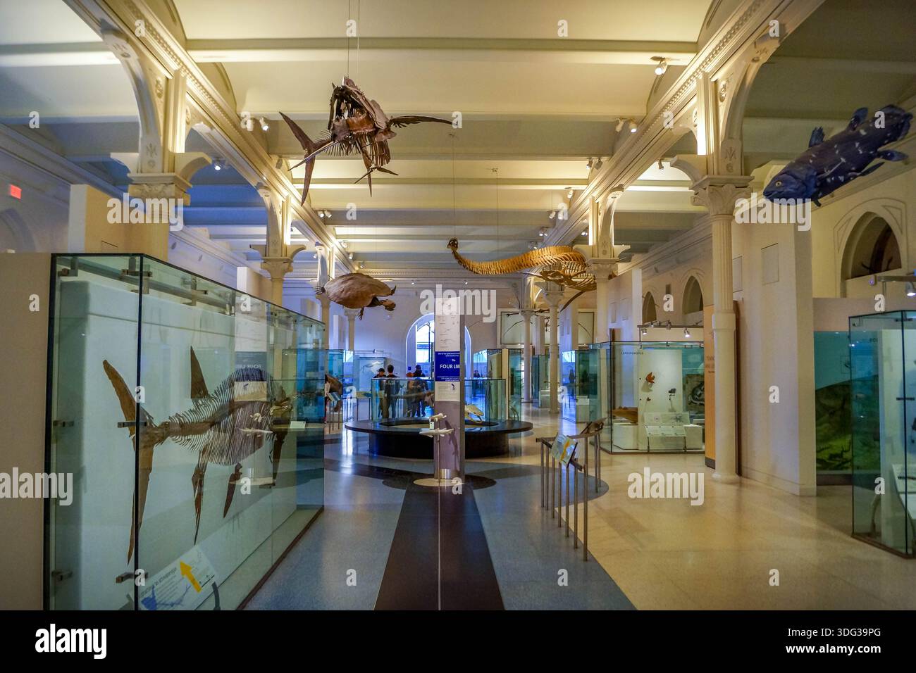 Walskelette und Haifischskelette im American Museum of Natural History, New York City, USA. Stockfoto