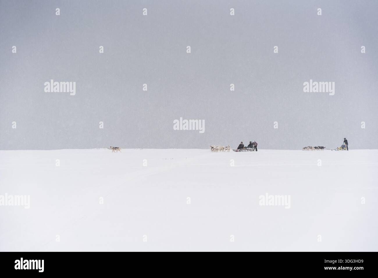 Team von Schlittenhunden in einem Schneesturm an der Küste des Pazifiks, Kamtschatka, Russland Stockfoto