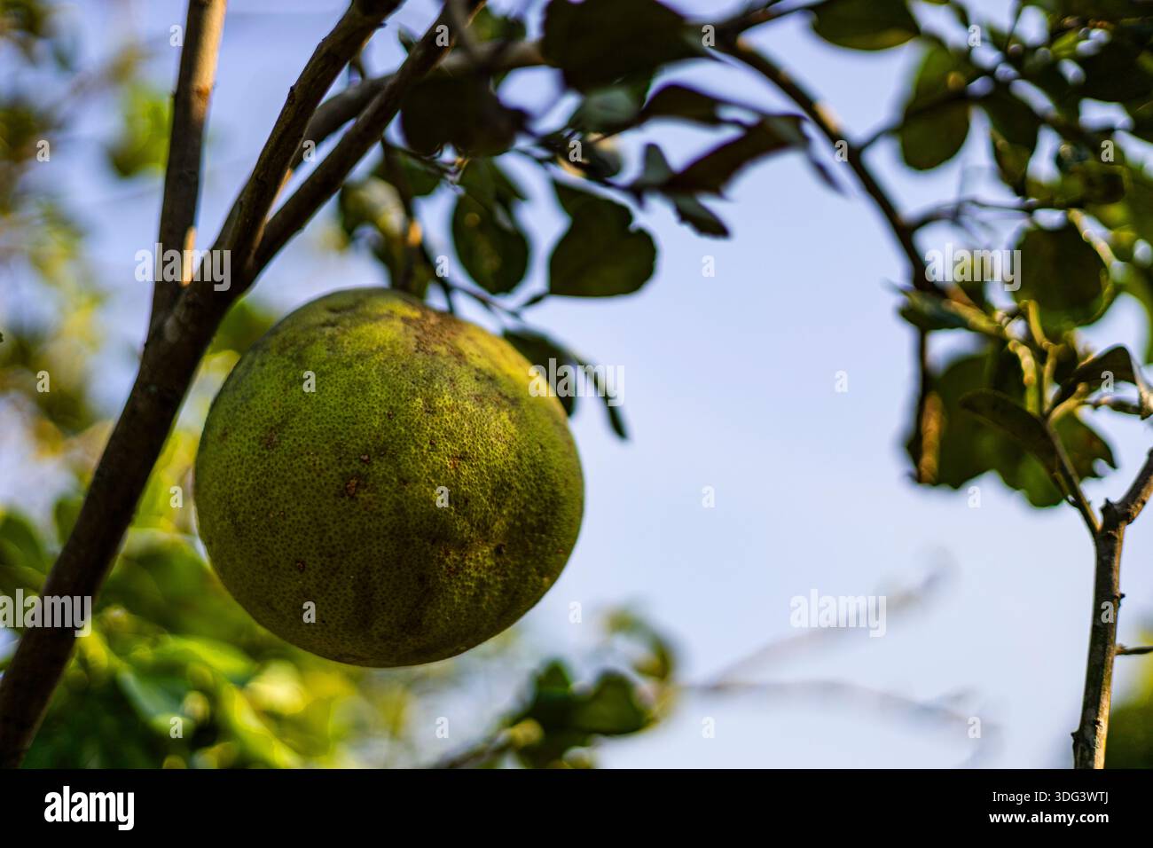 Pomelos hängen vom Baum, Ein frisches Foto von wachsenden Pomelo-Früchten, grüne Kugeln hängen schwere glänzende Blätter bei weichem Tageslicht, für Zitrusplanken o Stockfoto