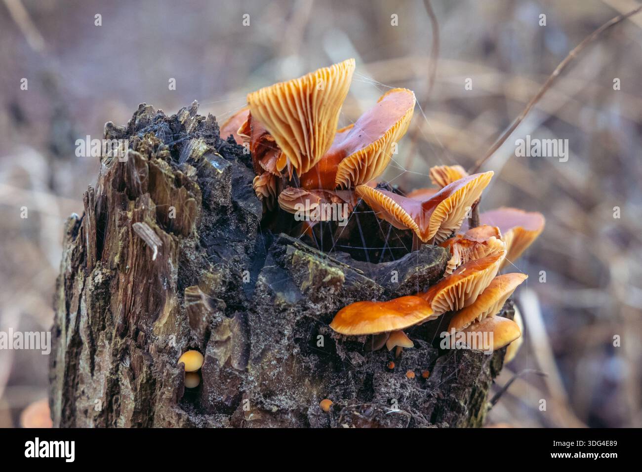 Wilde Winterpilze Flammulina velutipes wächst auf einem alten Baumstumpf in Warschau, Polen Stockfoto