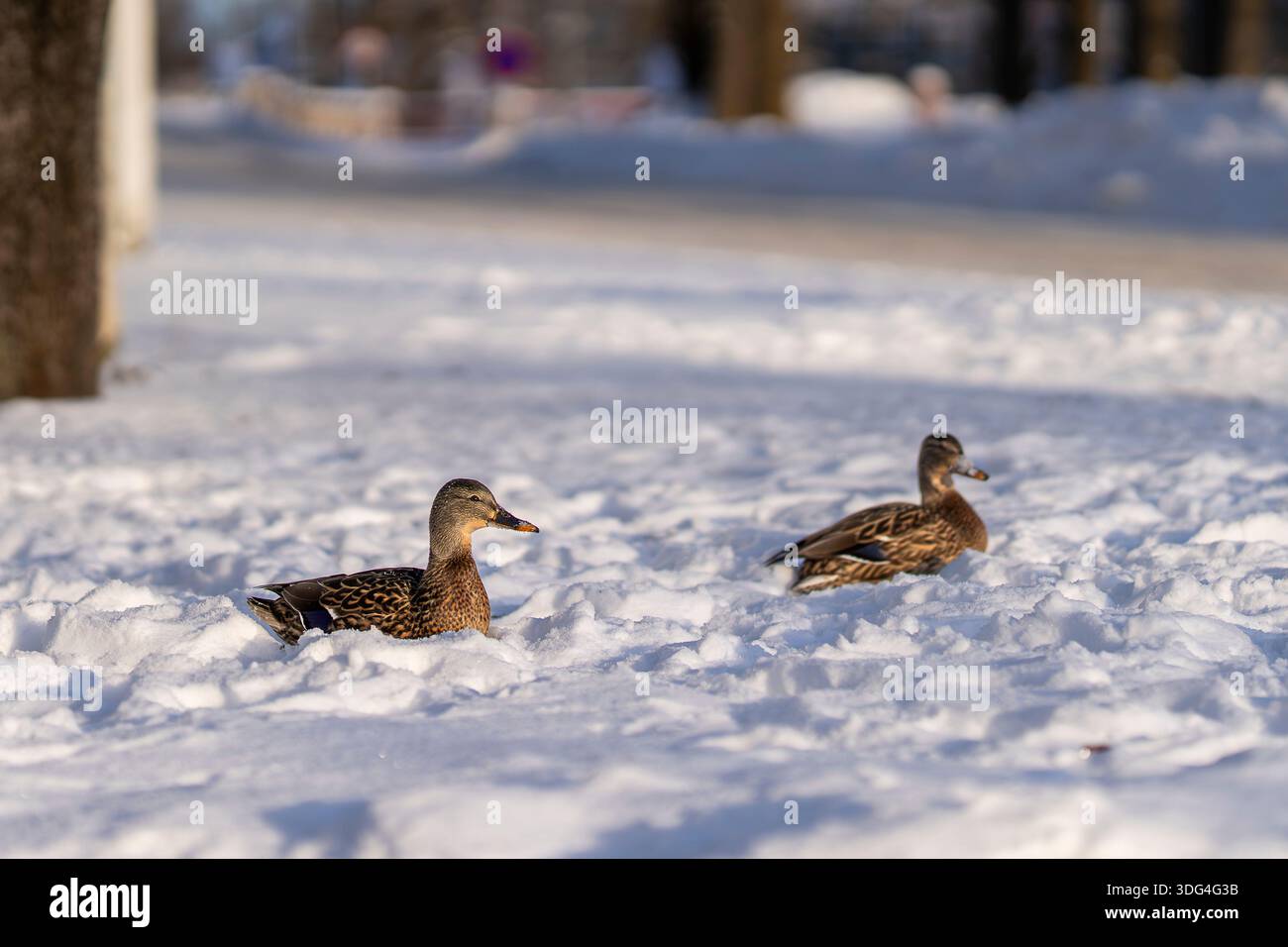 Weibliche Stockenten ruhen in einer verschneiten Winterlandschaft unter weichem Tageslicht. Wilde Stockenten sitzen an einem kalten Wintertag im Schnee. Stockfoto