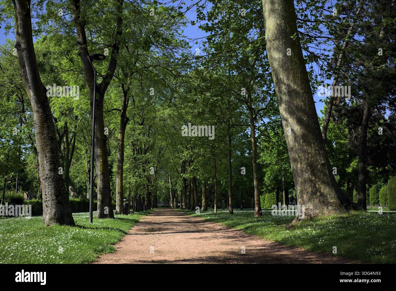 Pfad mit Schatten von Bäumen auf dem Boden in einem öffentlichen Park einer italienischen Stadt Stockfoto