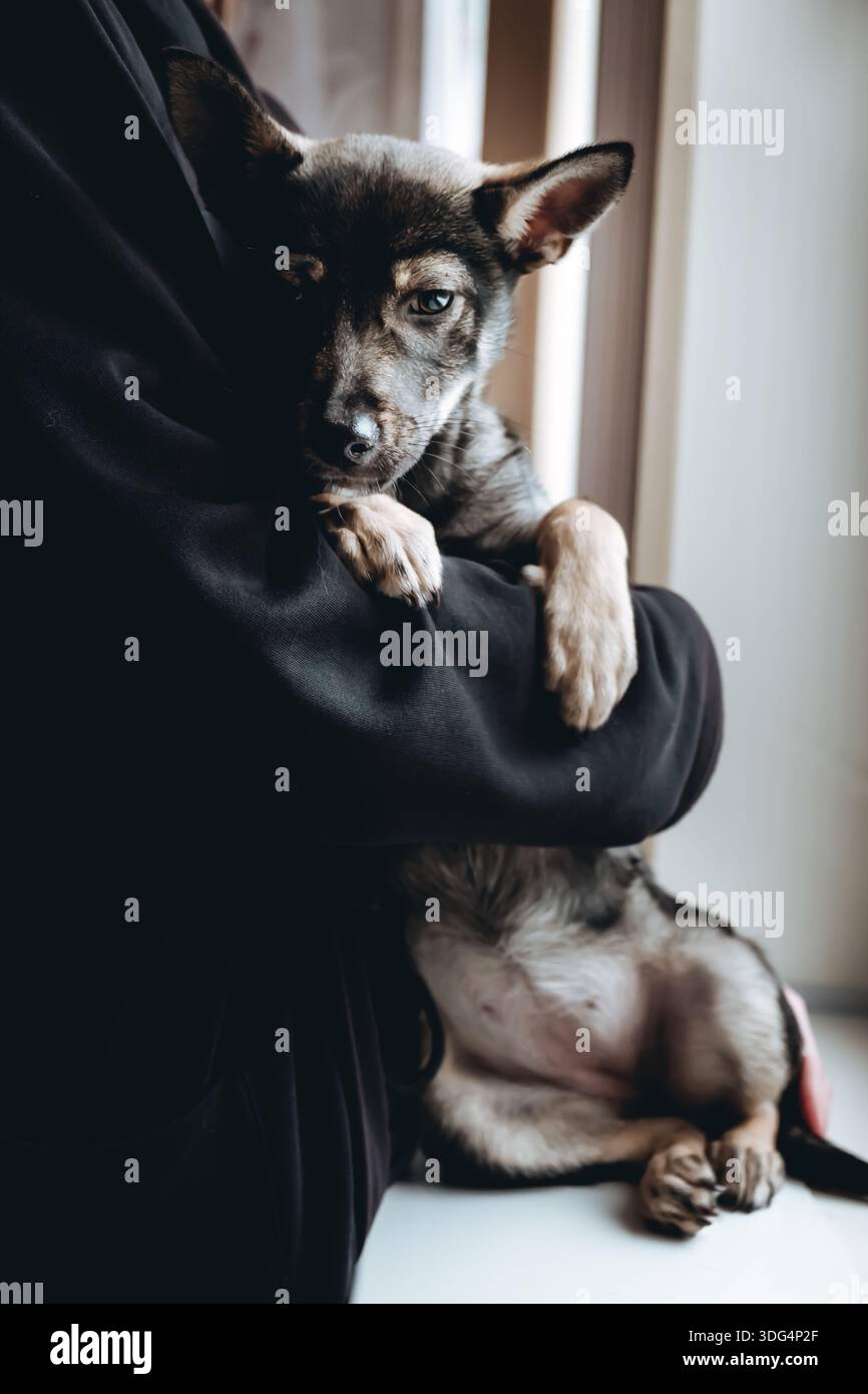 Eine Person umarmt einen Hund mit traurigem einsamem Blick. Obdachloser Mischlingshund in einem Zwinger. Schuldgefühle. Einsamkeitskonzept. Vertikales Foto. Unglückliches Haustier wartet auf seinen Stockfoto