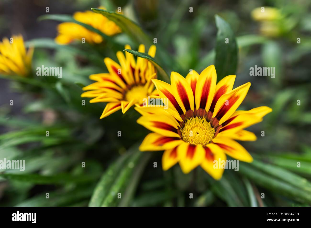 Wunderschöne Blumen Gazania im Blumengarten. Stockfoto