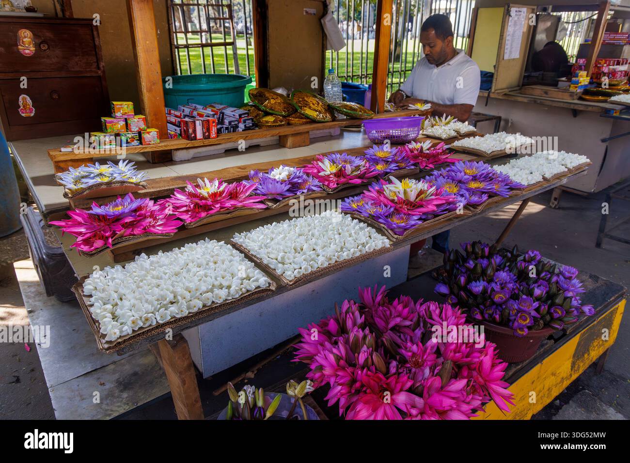 Lotus- und Seerosenblüten zum Verkauf in der Nähe des Tempels des Heiligen Zahns (Sri Dalada Maligawa), Kandy, Sri Lanka Stockfoto