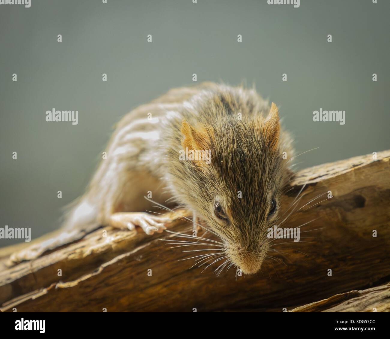 Maus, die vom Baumstamm nach unten blickt – neugieriges kleines Nagetier in natürlicher Umgebung Stockfoto