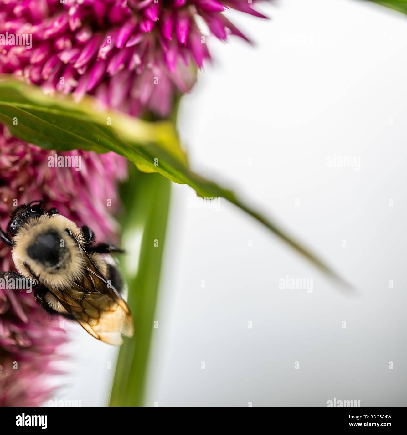 Hummeln bestäuben leuchtend rosa Blüten am sonnigen Nachmittag in einem Garten Stockfoto