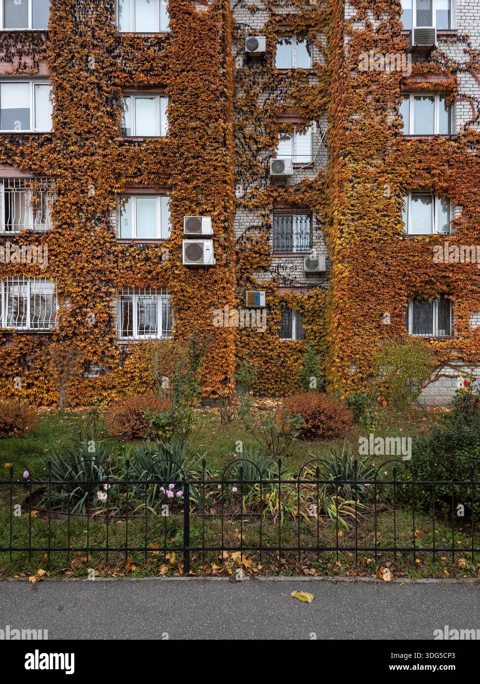Backsteinmauer des Wohngebäudes, vollständig mit orangefarbenen Parthenocissus tricuspidata bedeckt. Bezirk Darnytskyi, Kiew, Ukraine. Urbane Architektur und Autom - Smartphone-aufgenommenes Stockfoto