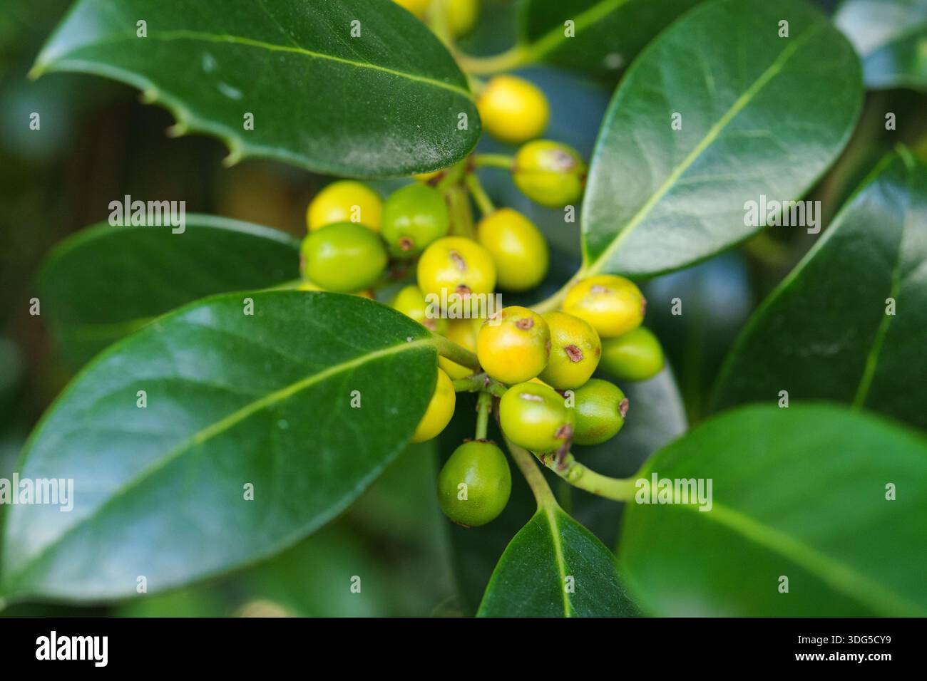 Nahaufnahme von glänzend grünen Blättern und kleinen unreifen Beeren, die auf einem Busch in hellem natürlichem Licht wachsen Stockfoto