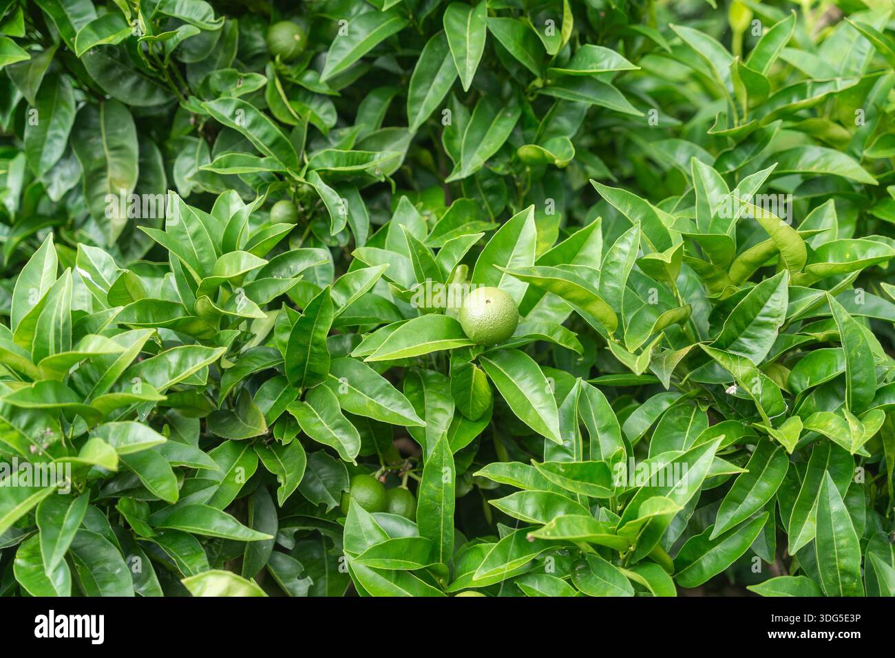 Frische grüne Blätter für einen natürlichen strukturierten Hintergrund. Naturkonzept, Ökologie, Frische und Bio-Lebensstil Stockfoto